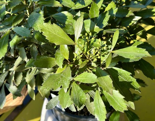 Photo of Pseudopanax lessonii 'Nigra' by 	Patricia Cunningham