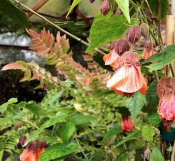 Photo of Abutilon 'Orange Hot Lava' flower by Cistus Nursery