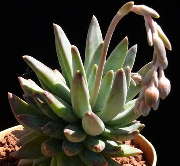 Photo of x Pachyveria 'Glauca' by Cactus Jungle