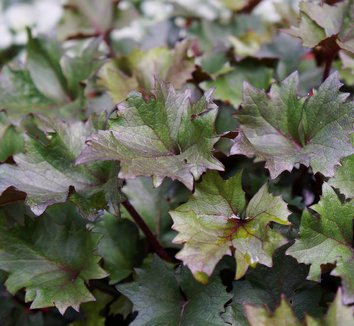 Photo of Ligularia 'Osiris Fantaisie' foliage by Karl Gercens III
