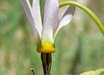 Dodecatheon