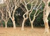 Lagerstroemia
