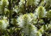 Fothergilla