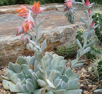 Photo of Echeveria runyonii flower, foliage by BotBin