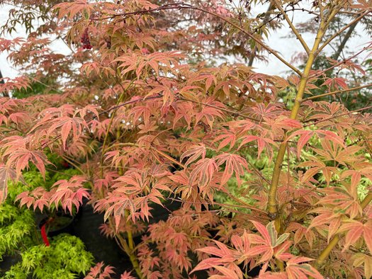 Photo of Acer palmatum 'Geisha Gone Wild' foliage by plant lust