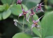 Epimedium