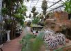Tillandsia