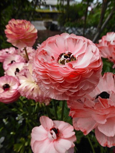 Ranunculus 'Champagne' | plant lust