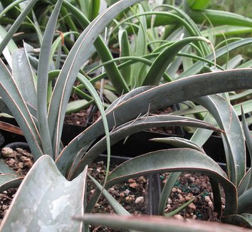 Photo of Yucca baccata foliage by plant lust