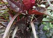 Pseuderanthemum