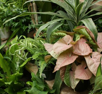 Photo of Syngonium 'Maria Allusion' foliage by Karl Gercens III
