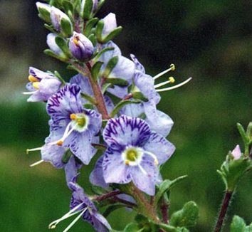 Photo of Veronica schmidtiana close-up, flower by Ghislain118
