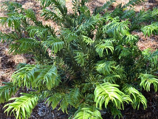 Photo of Cephalotaxus harringtonia 'Hedgehog' by 	plant lust