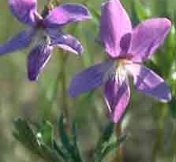Photo of Viola pedatifida flower by Annie's Annuals & Perennials