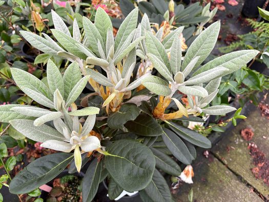 Photo of Rhododendron 'Laramie' foliage by plant lust