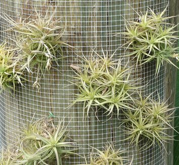 Photo of Tillandsia bergeri foliage, form by Citron