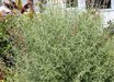 Agastache