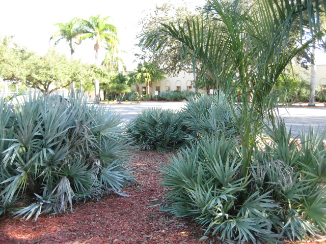 Photo of Serenoa repens [Silver] form by Tejas Tropicals