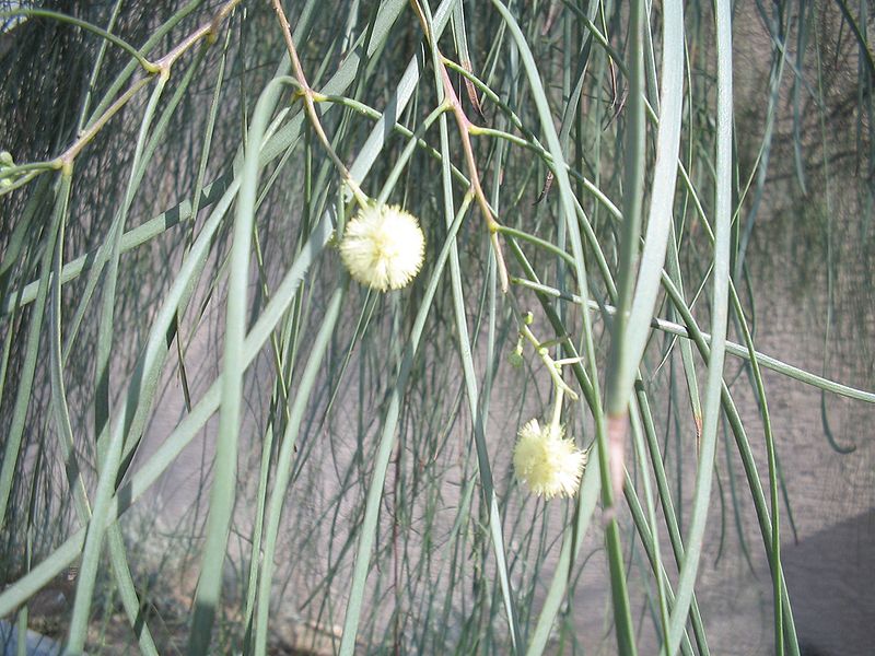 Photo of Acacia stenophylla flower by Don A.W. Carlson