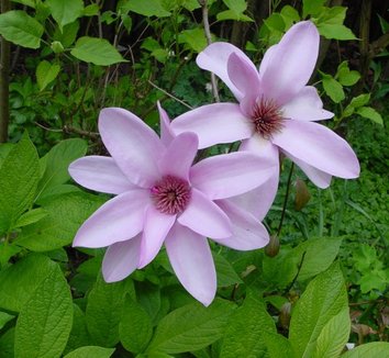 Photo of Magnolia 'Apollo' flower by themagnolias.co.uk
