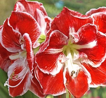 Photo of Hippeastrum 'Samba' flower by Leafari