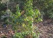 Sarcococca