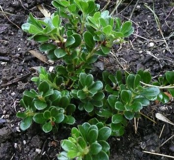 Photo of Arctostaphylos uva-ursi 'Wood's Compact' foliage, form by plant lust