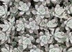 Graptopetalum