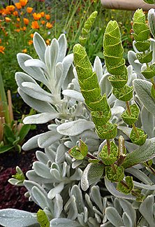 Sideritis cypria | Shrubby Hare's Ear | plant lust