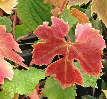 Photo of Brant Grape foliage by Forestfarm