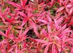 Berberis