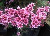 Leptospermum