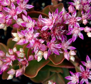 Photo of Sedum obtusifolium flower by Annie's Annuals & Perennials
