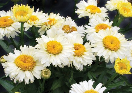 Leucanthemum x superbum 'Bridal Bouquet' | Bridal Bouquet Dwarf Shasta