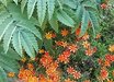 Melianthus