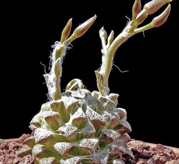 Photo of Anacampseros lanigera by Cactus Jungle