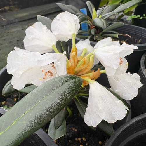 Photo of Rhododendron degronianum ssp. yakushimanum 'Yaku Angel' flower by plant lust