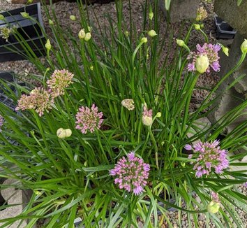 Photo of Allium 'Sugar Melt' flower by Secret Garden Growers