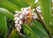 Alpinia