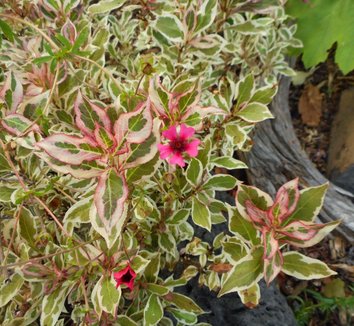 Photo of Weigela florida My Monet® PP16824 flower by Grace Peterson