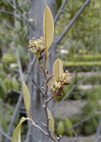 Sycopsis sinensis | Chinese Fighazel | Witch Hazel | plant lust