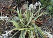 Ophiopogon jaburan 'Vittatus'