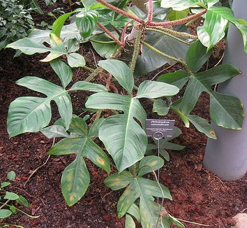 Photo of Philodendron squamiferum foliage, form by Daderot