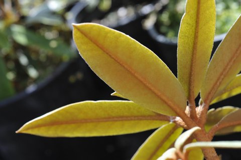 Rhododendron 'Teddy Bear' | | plant lust