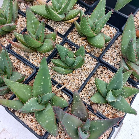 aloe vera gegen rötungen Aloe Vera Cremegel Forte – Pflege gereizte Haut – 100 g main image 1