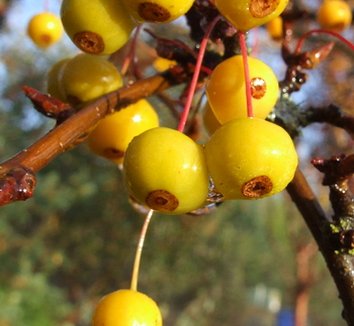 Photo of Malus Golden Raindrops® fruit by Dancing Oaks Nursery