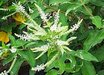 Aloysia