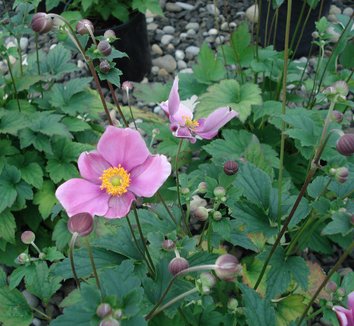 Photo of Anemone x hybrida 'September Charm' flower, foliage by Briggs Plant Propagators