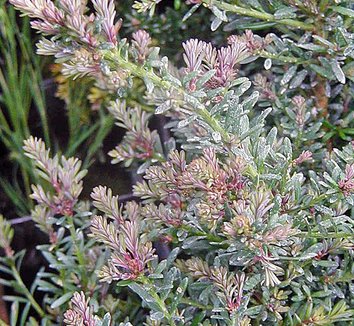 Photo of Podocarpus lawrencei 'Red Tip' foliage by Conifer Kingdom