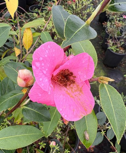 Photo of Camellia x williamsii 'Mary Christian' flower by plant lust